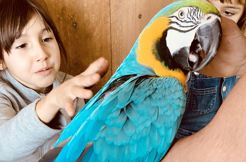 Campamentos Sierra Madrid