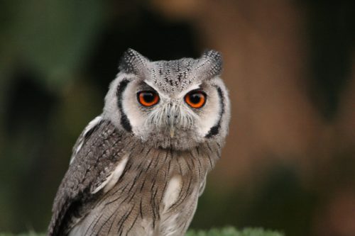 aves rapaces sierra madrid