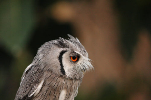 Autillo de cara blanca