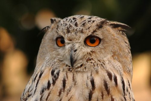 Búho real siberiano (2)
