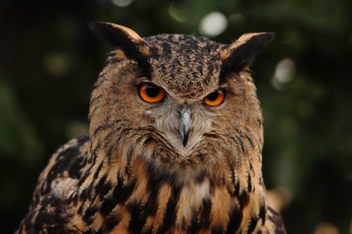 aves rapaces sierra madrid