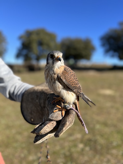 aves rapaces sierra madrid
