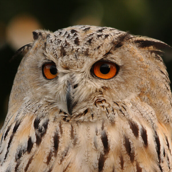 cumpleaños sierra madrid