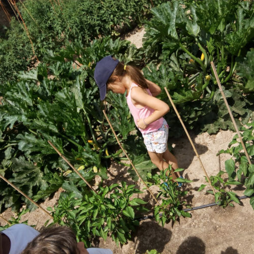 campamento de verano sierra madrid 7